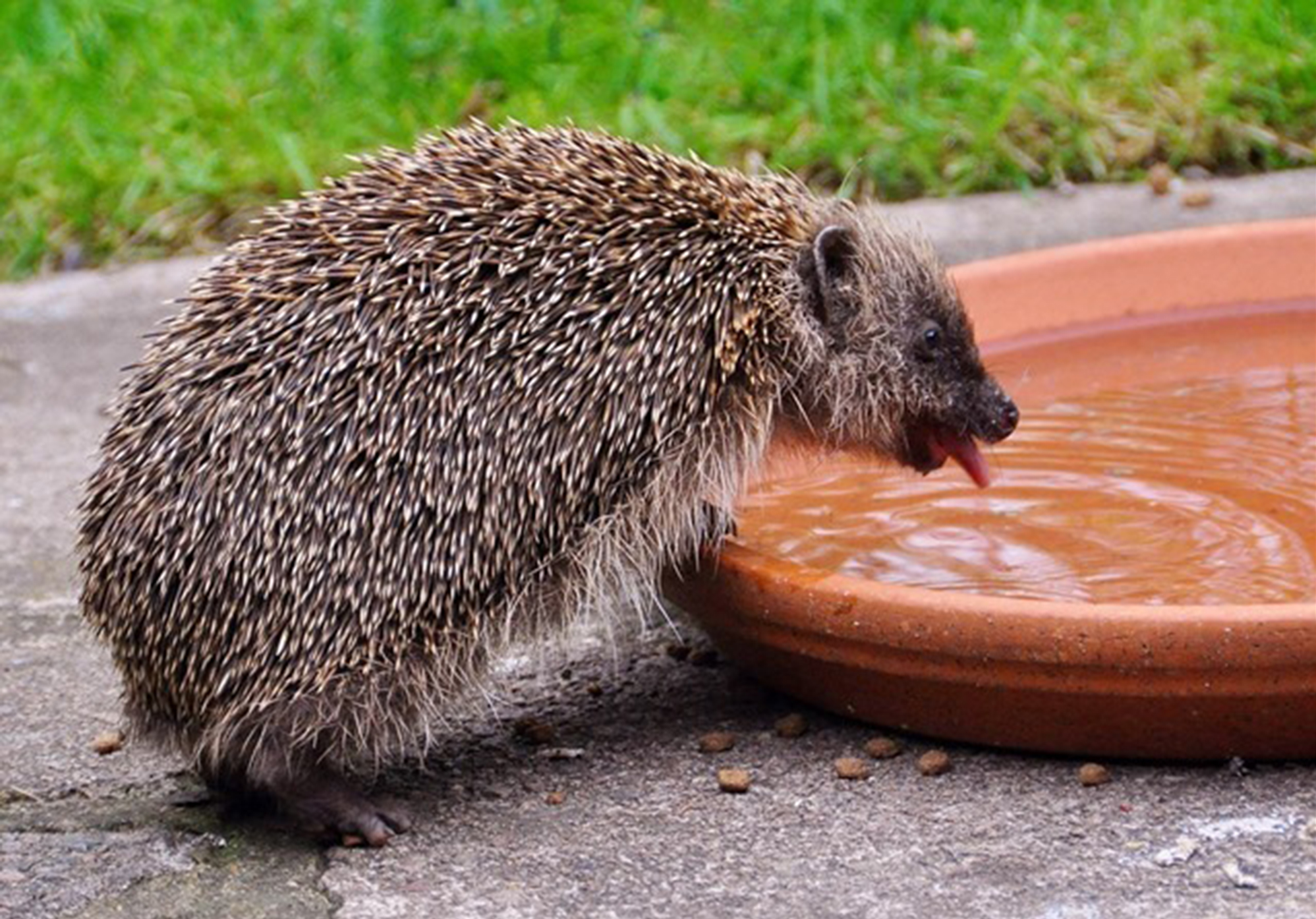 A hedgehog drinking (Hedgehog Street/PA)
