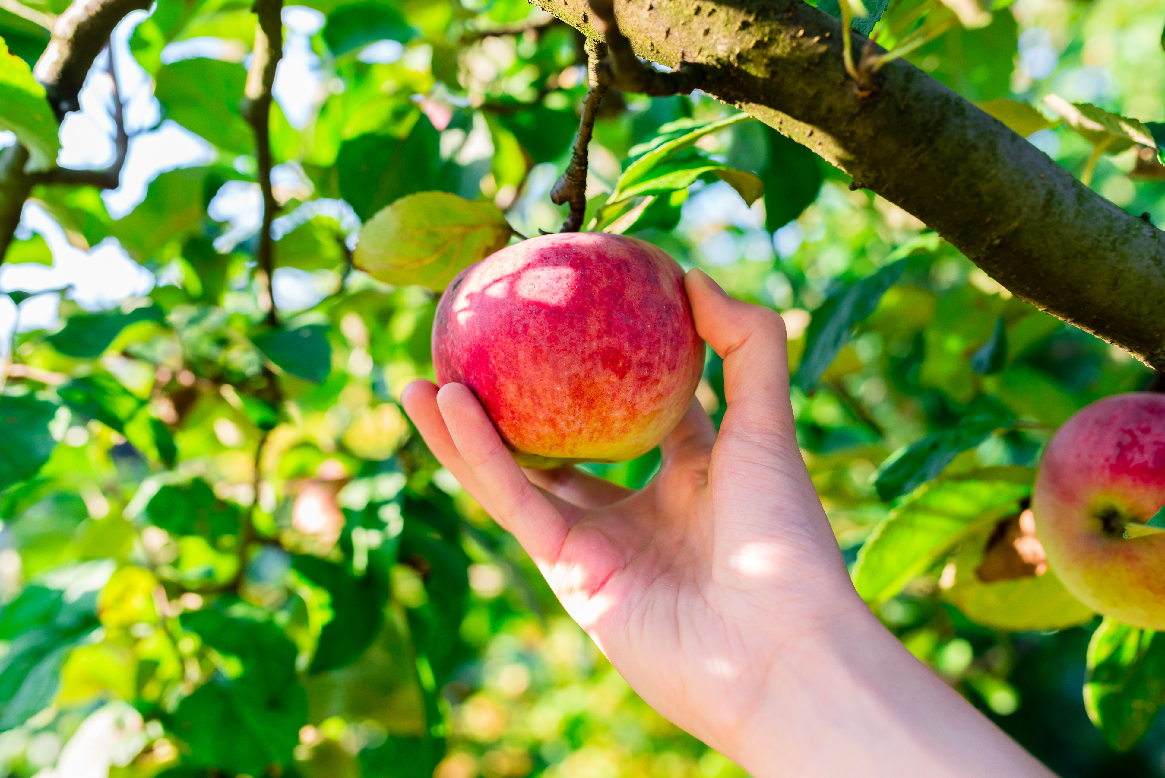 Select the right time for picking (Thinkstock/PA)
