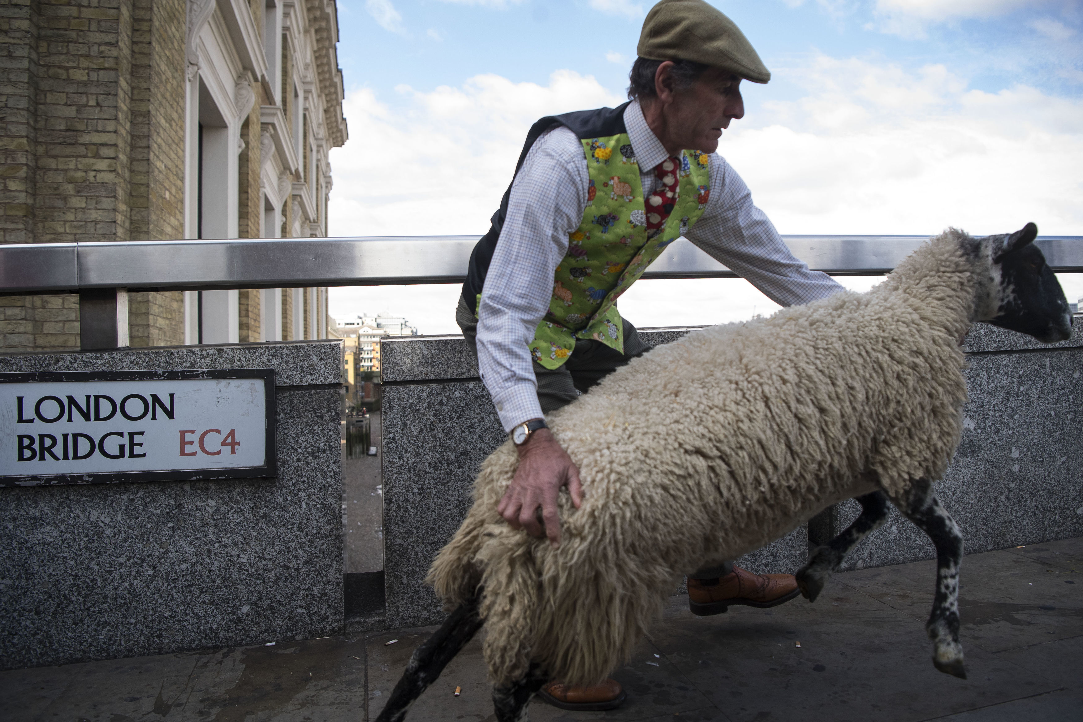 Sheep on London Bridge