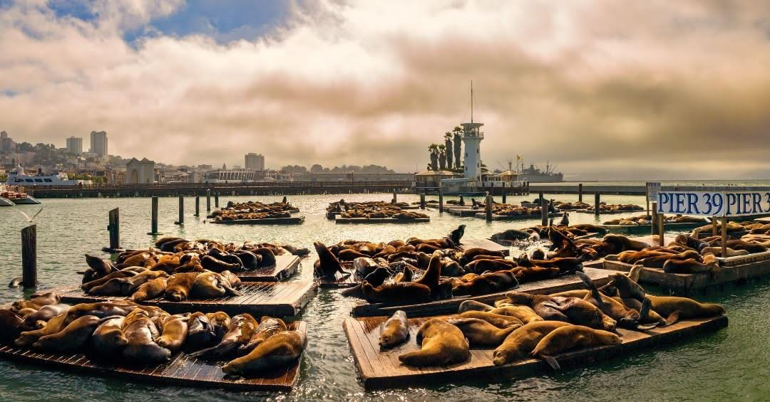 lounging sea lions on pontoons at San Francisco’s Pier 39