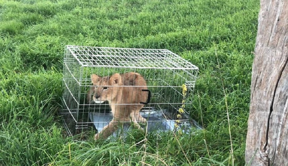 The lion cub pacing in its cage