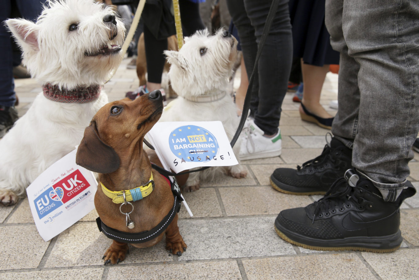 See The Cutest Dogs Involved In Wooferendum Anti Brexit March   59e9306a A27d 4ad6 Ac61 2c3427c89dbf 1366x911 