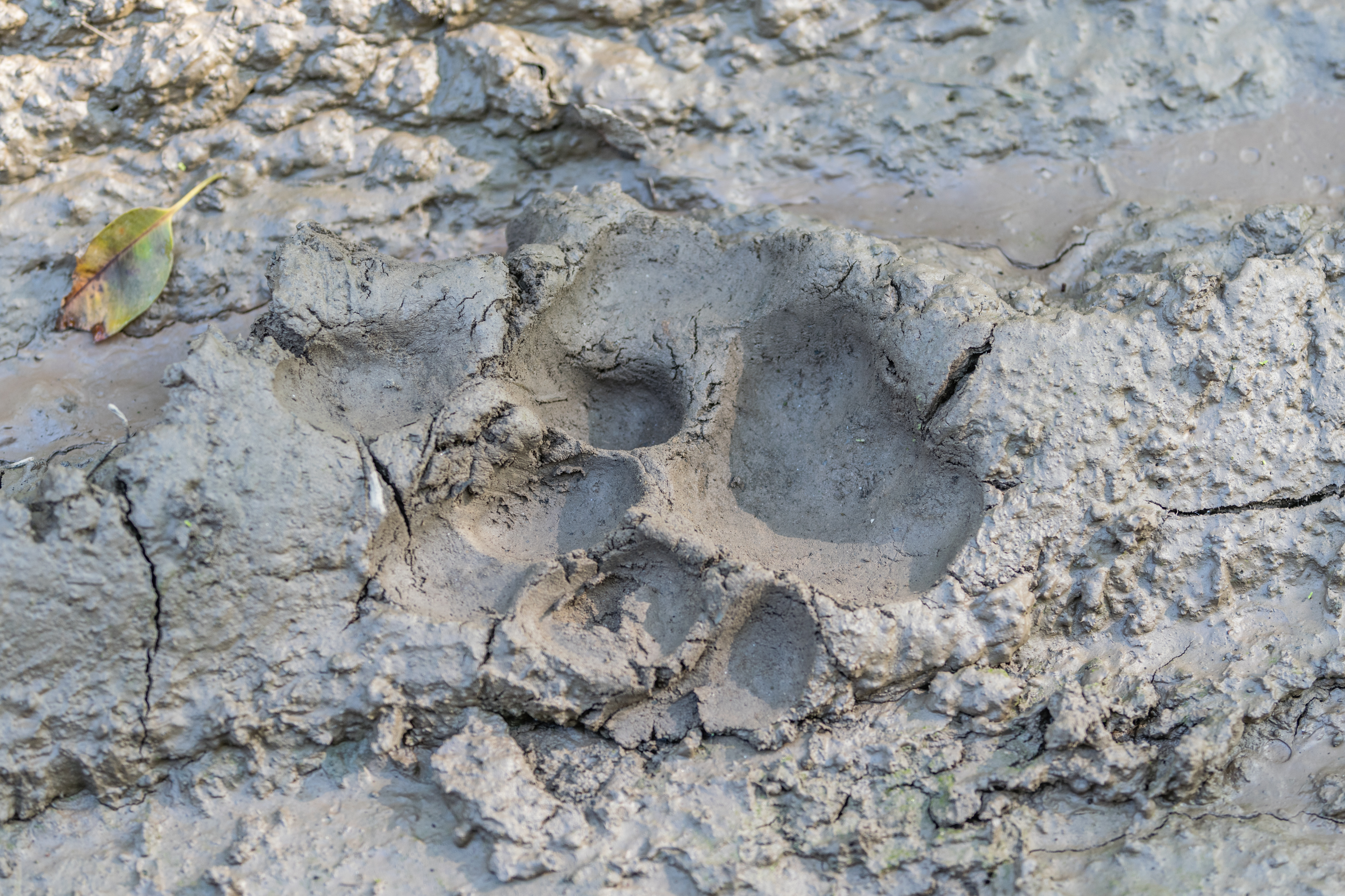 Tiger's footprint at their natural habitat