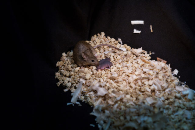 A healthy bimaternal mouse with her own offspring (Leyun Wang/PA)