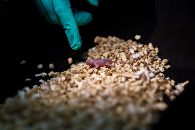 A bipaternal mouse pup, which only survived for 48 hours (Leyun Wang/PA)