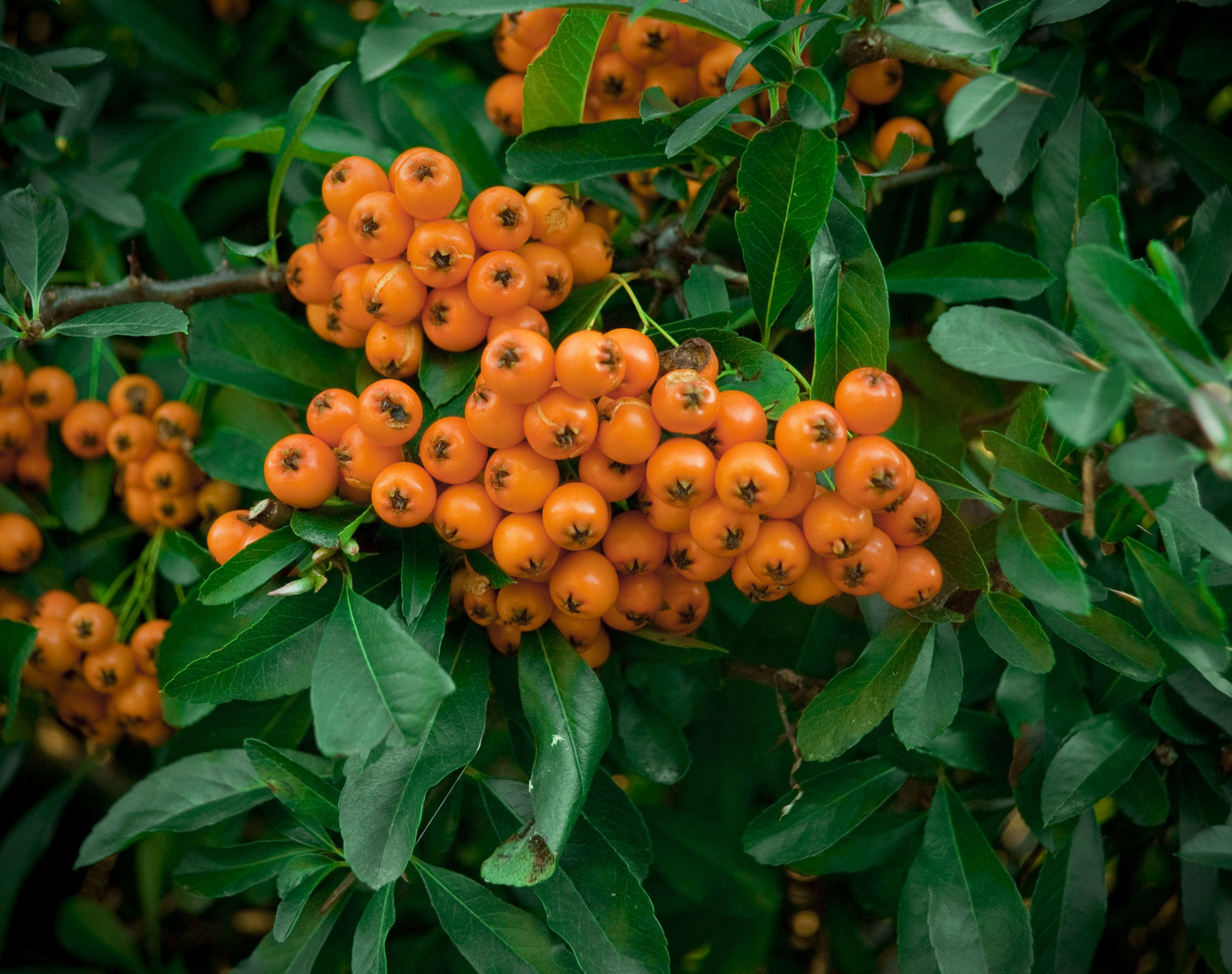 Pyracantha berries brighten the scene (Thinkstock/PA)