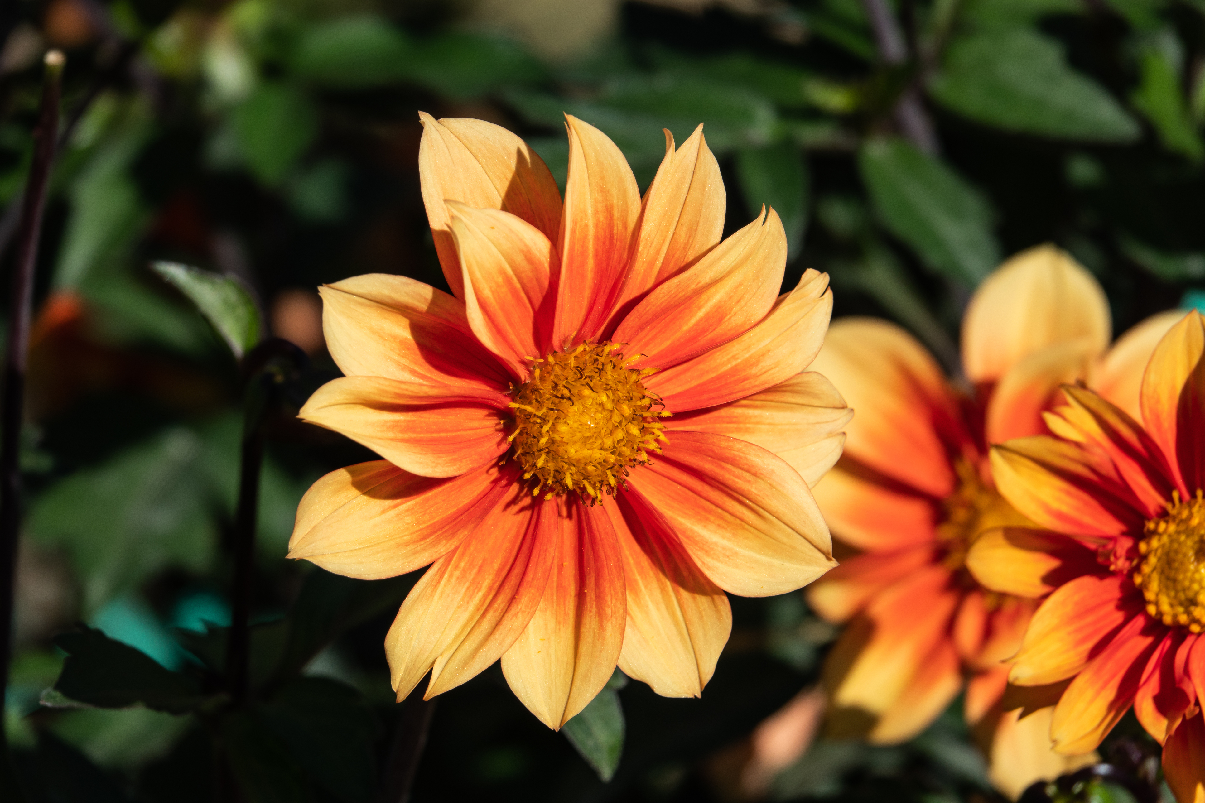 Dahlias will flower late in the season (Thinkstock/PA)
