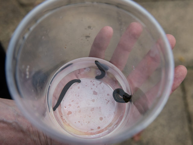 The three leeches were abandoned in a tank outside a vet's in Kent (ZSL London Zoo/PA)