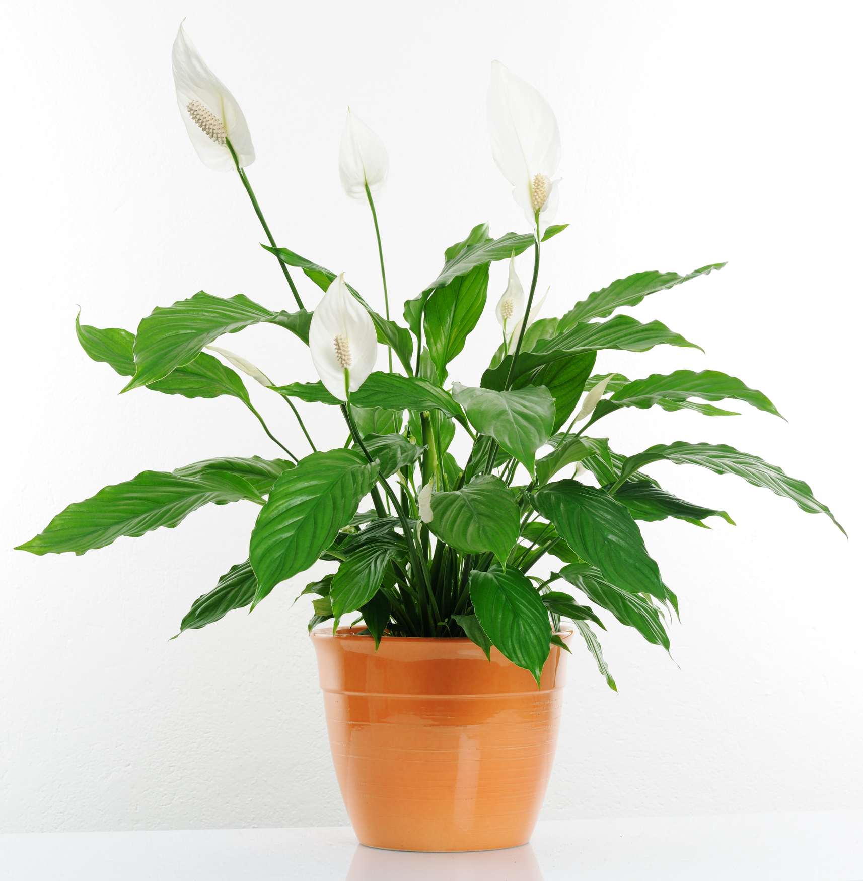 Peace lilies can increase air humidity (Thinkstock/PA)