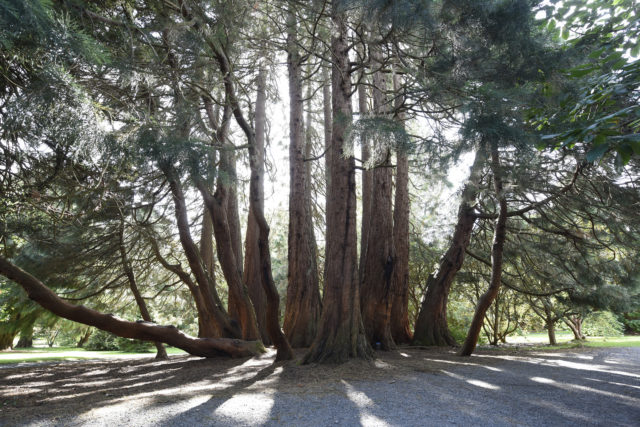 A giant sequoia in County Down won the Northern Ireland section of the competition (WTML/Michael Cooper/PA)