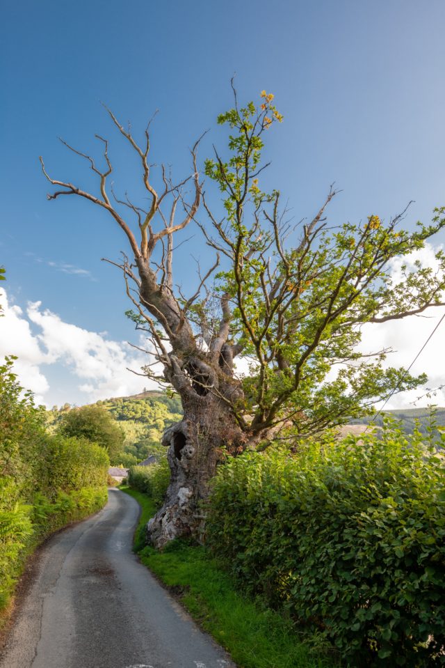 A hollow oak rumoured to have hidden a king won tree of the year in Wales (WTML/Mark Zytynski/PA)