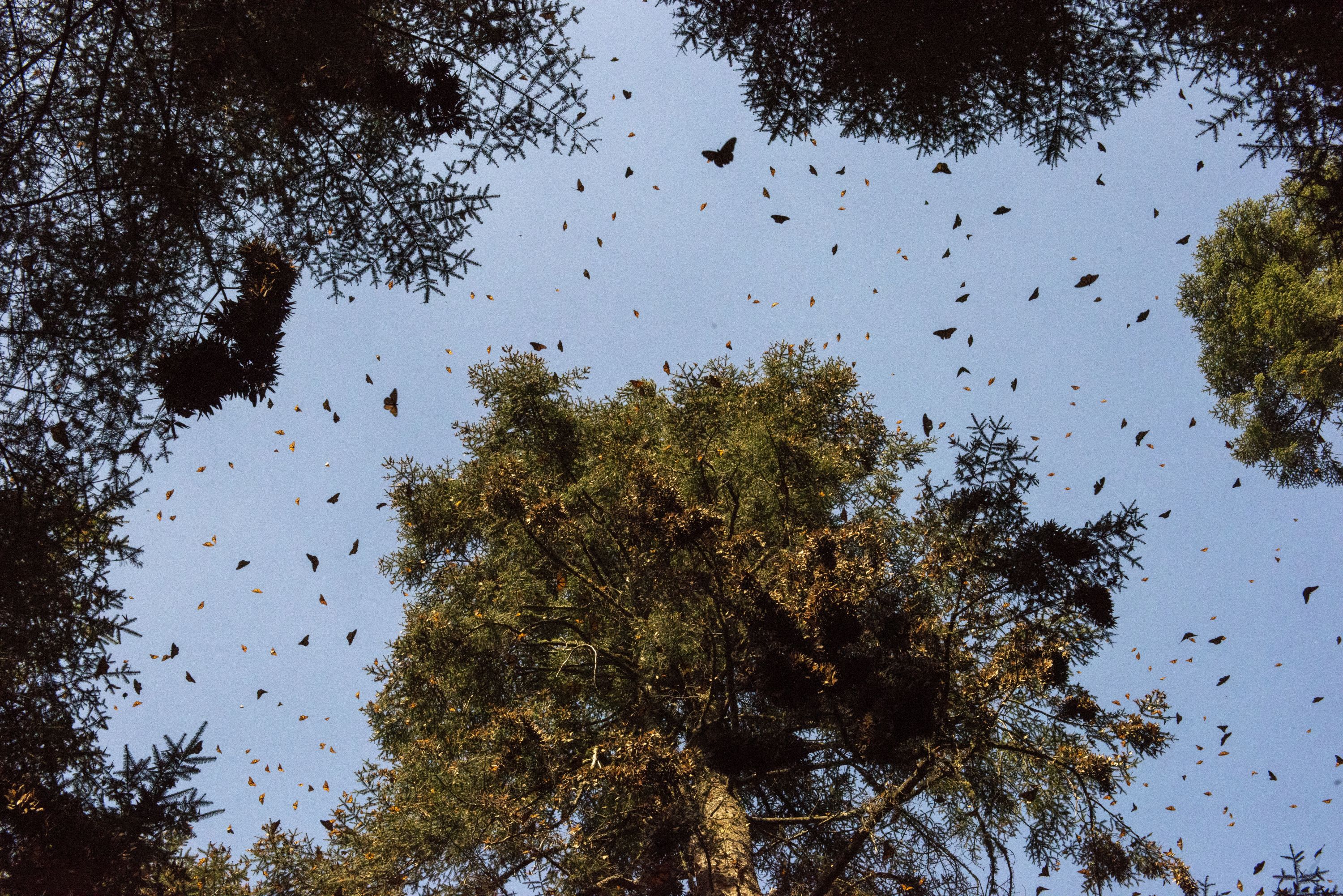 Mexico's monarch butterfly migration