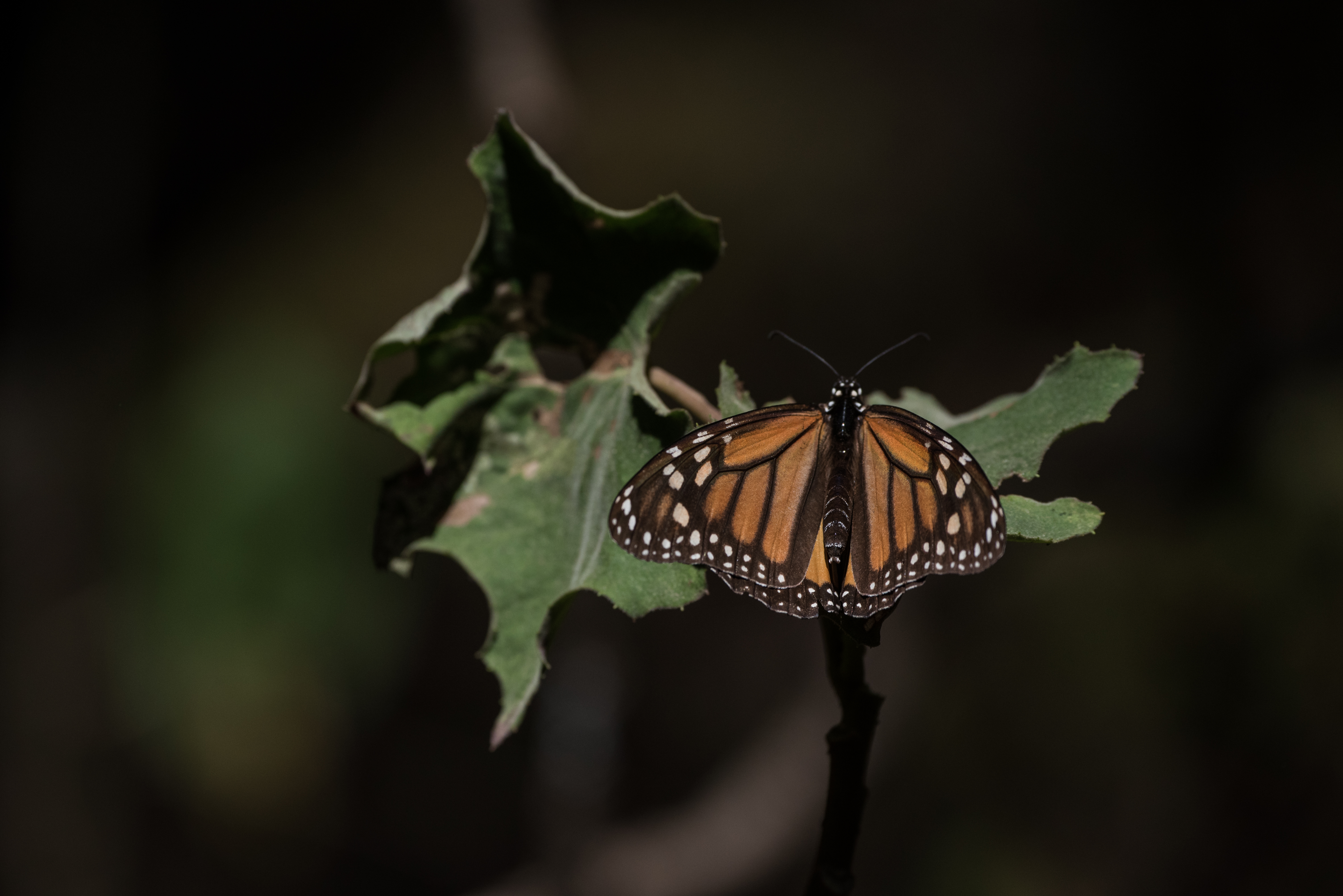 A monarch butterfly resting in El Rosario butterfly preserve