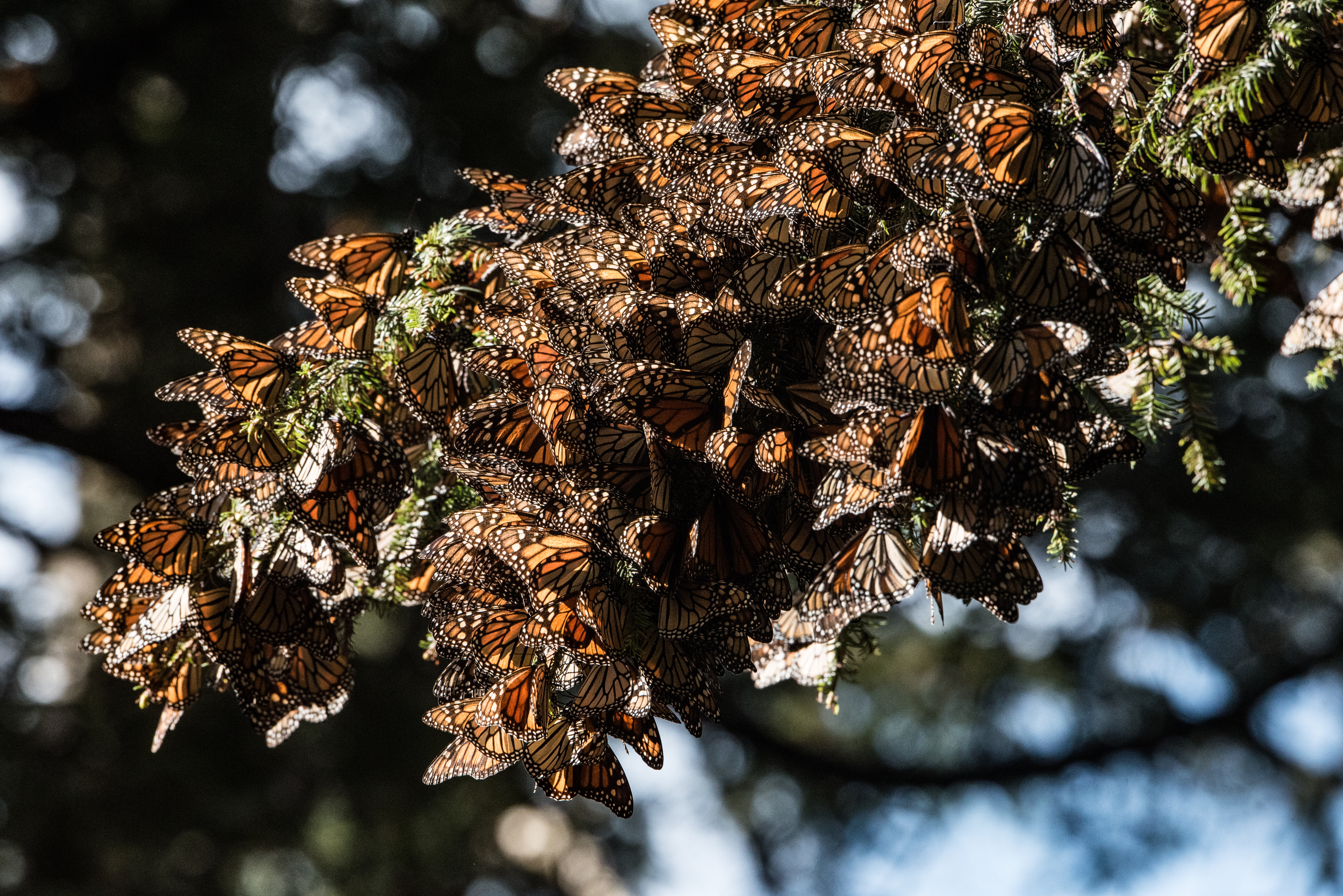 A cluster of monarch butterflies on a fir tree