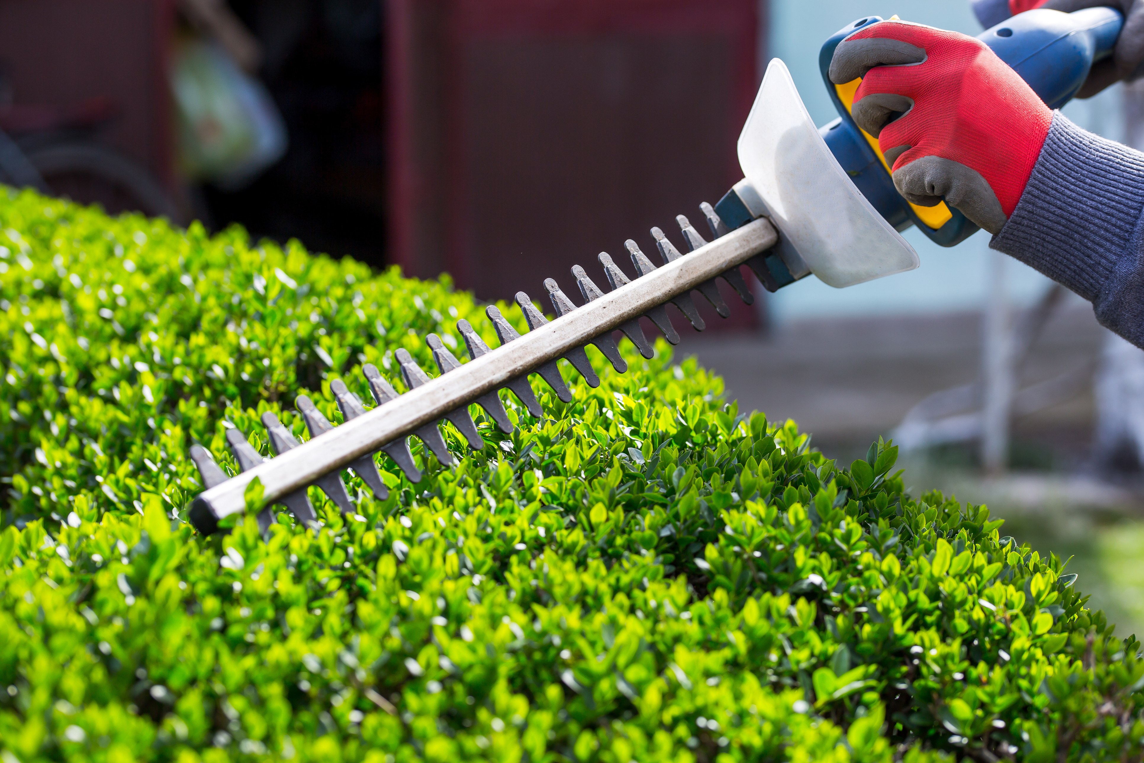 trimming a hedge (Thinkstock/PA)