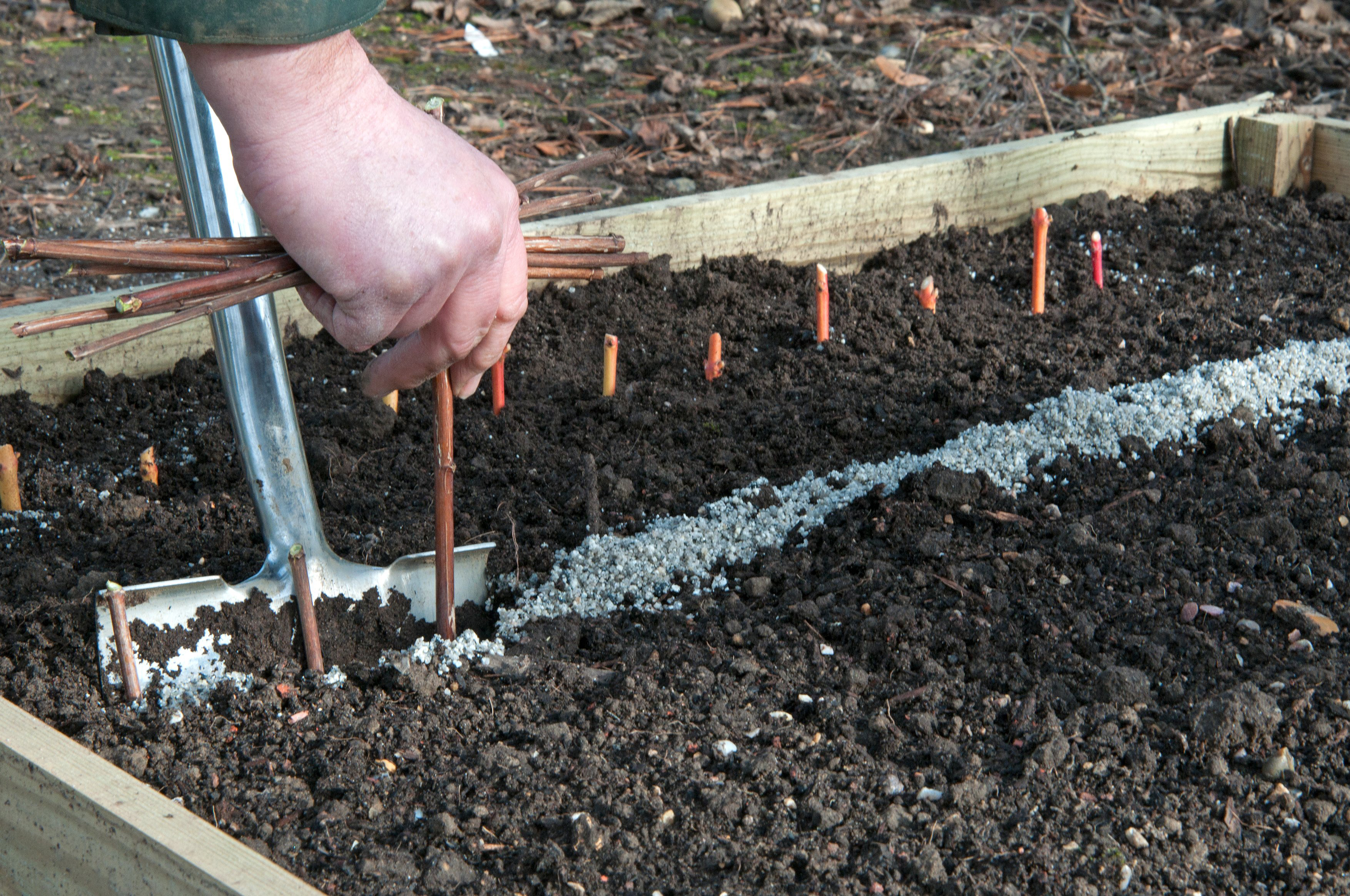 Place trimmed cuttings into a raised bed using a spade to make a slit trench. (Tim Sandall/RHS/PA)