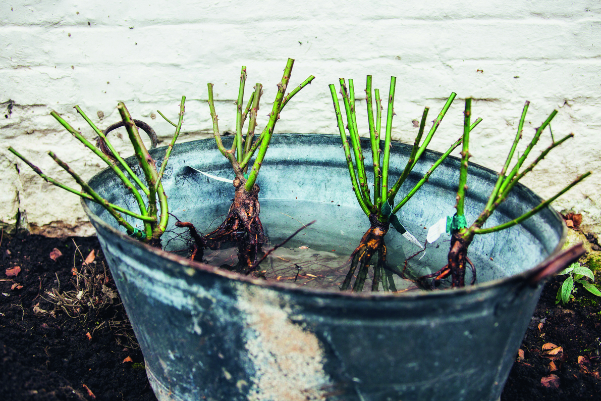 Bareroot or container rose? Two experts argue this thorny topic out