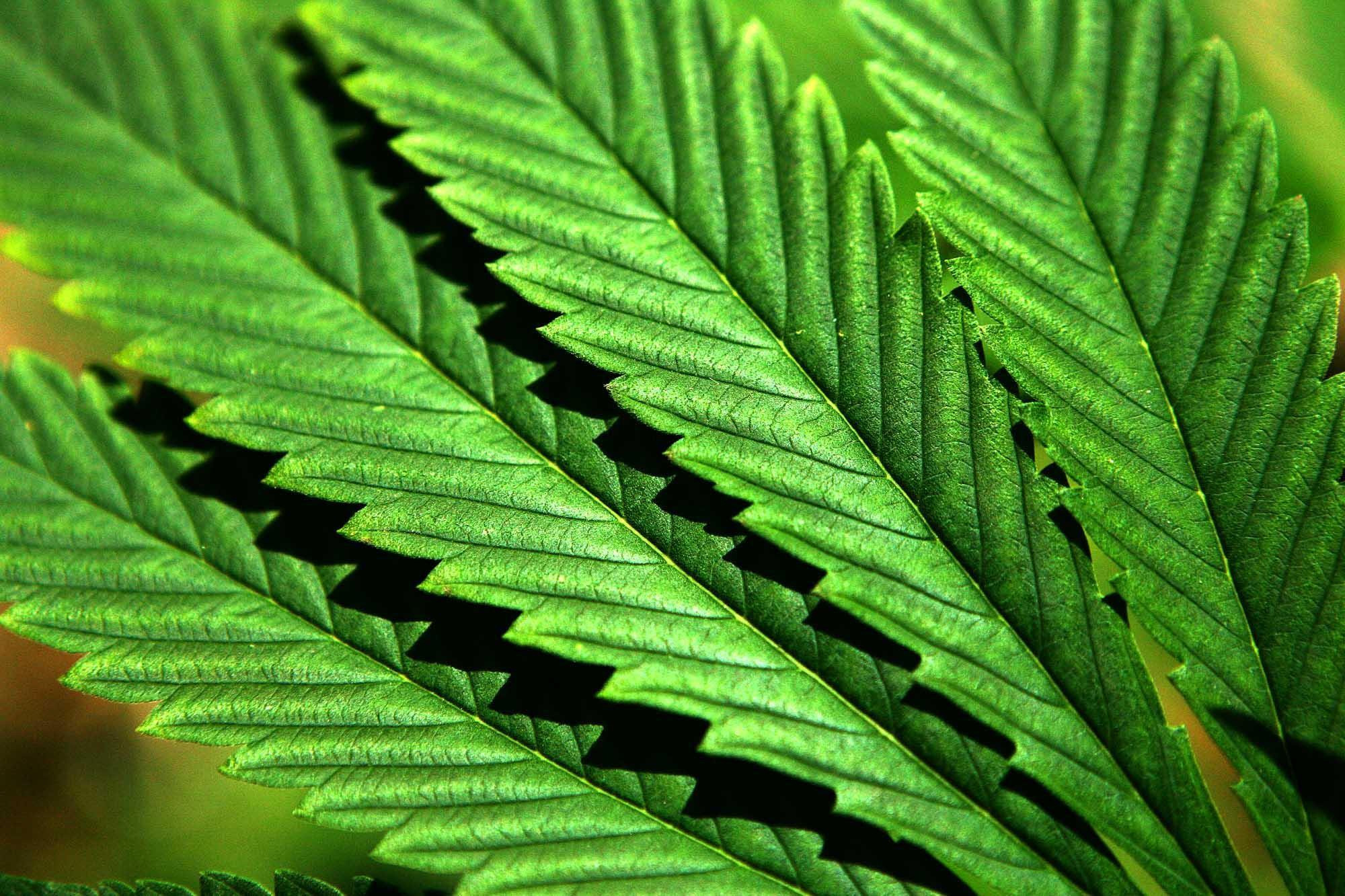 A generic photo of a Cannabis plant