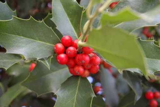 Holly needs male and female plants to produce berries (Thinkstock/PA)