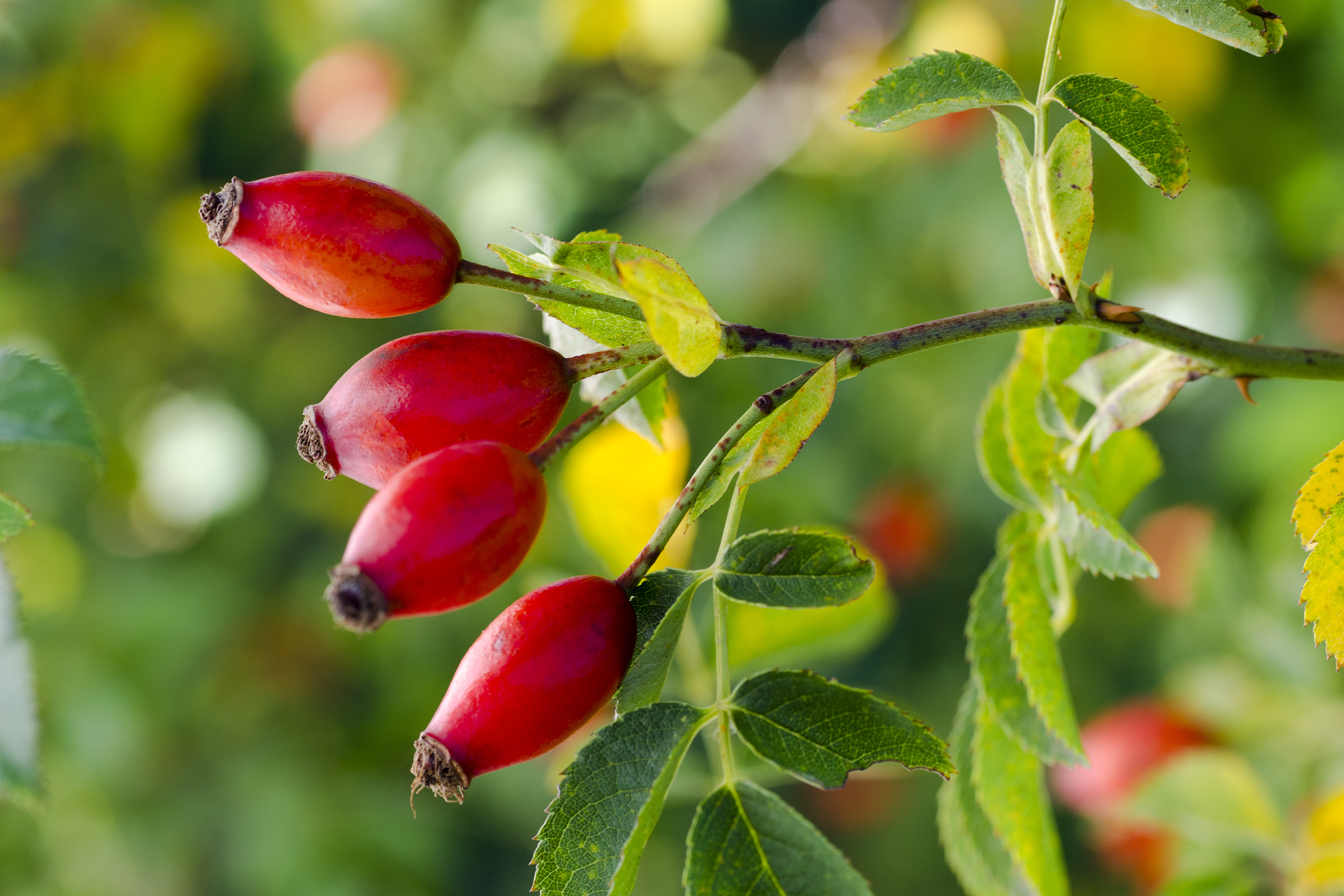 Rose hips add colour during the cooler months (Thinkstock/PA)