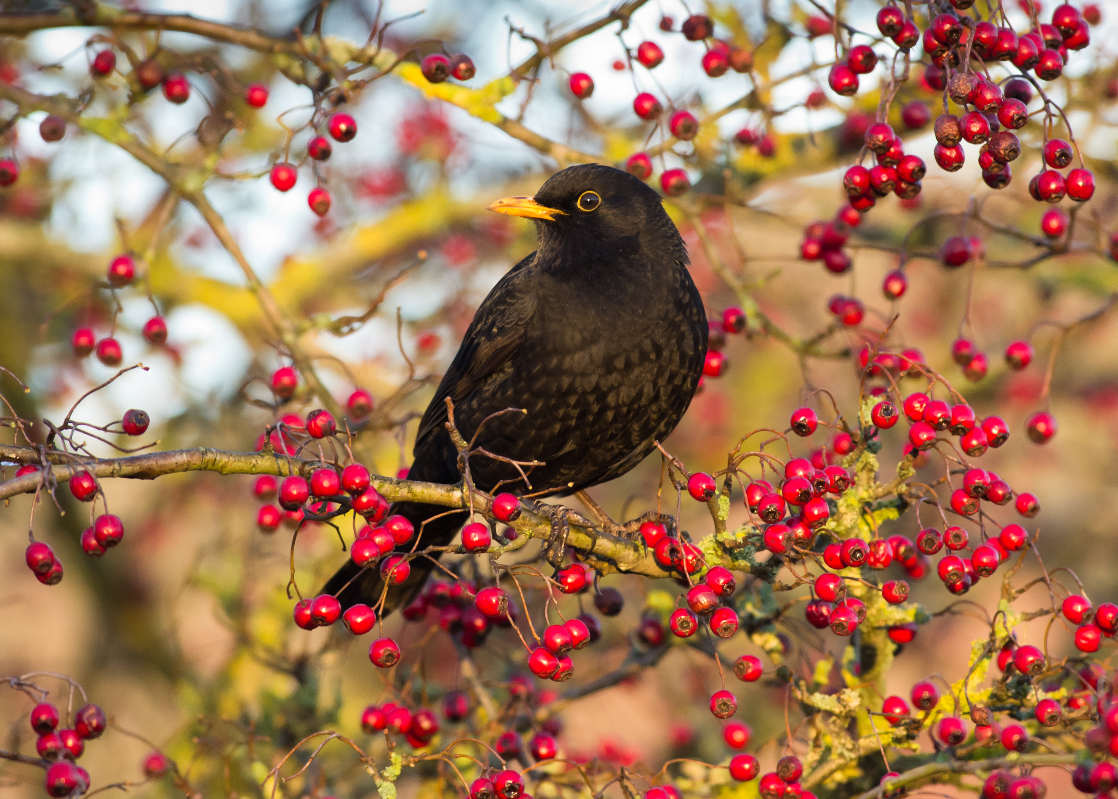 Birds feast on berries (Thinkstock/PA)