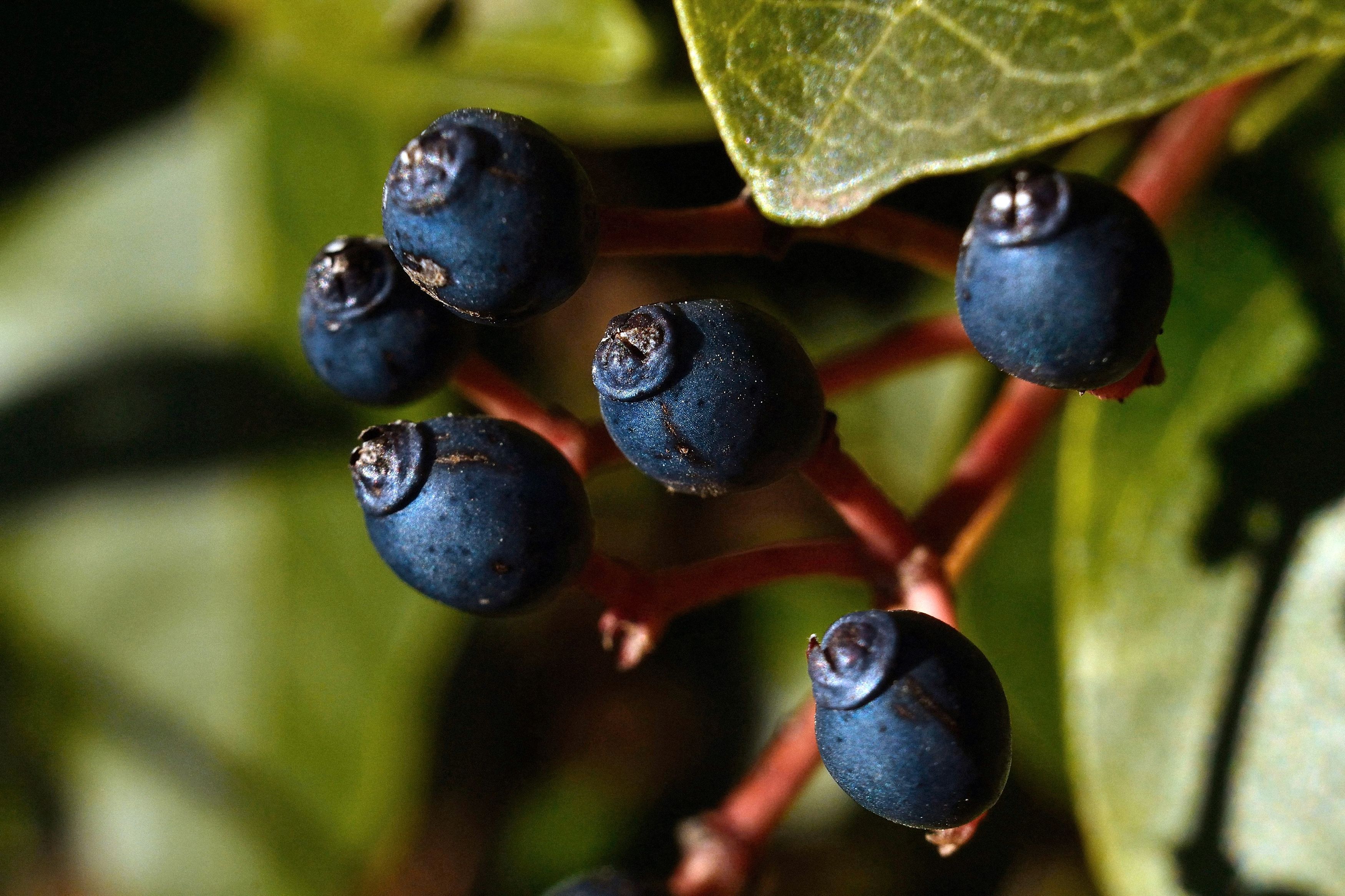 Dark blue and black berries last longer in the winter garden (Thinkstock/PA)