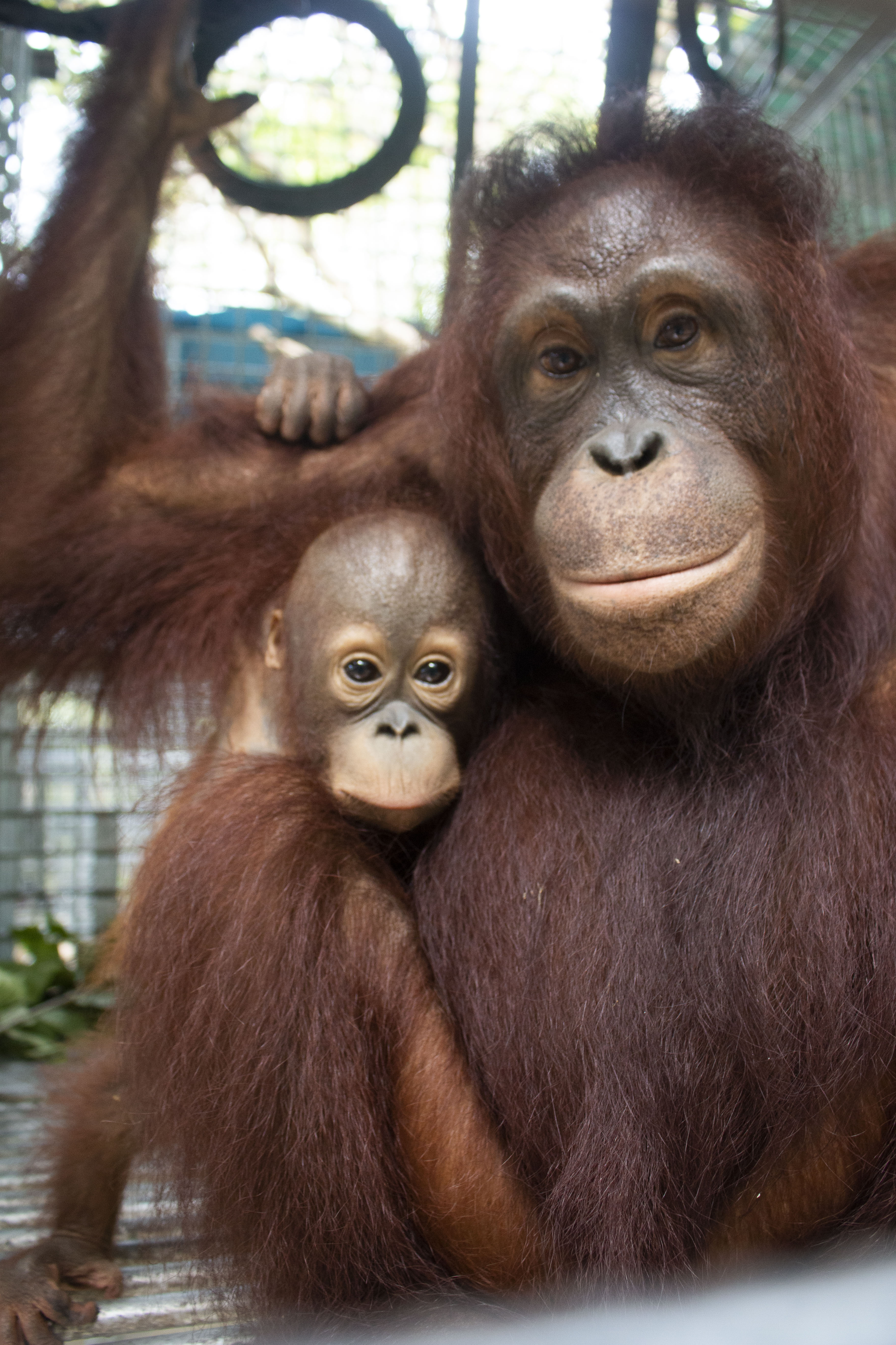 The two orangutans looking into camera