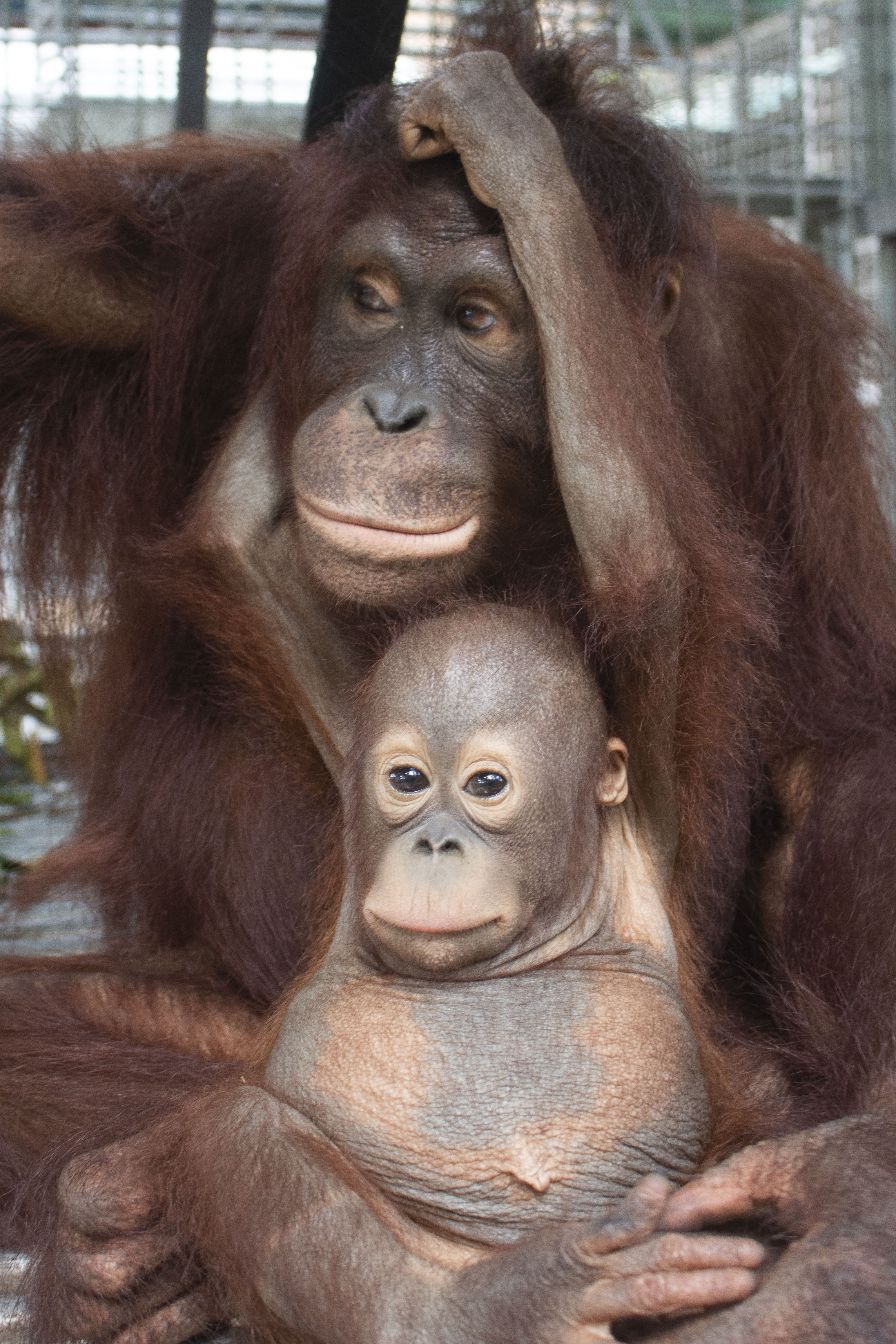 The little on in her surrogate mum's lap