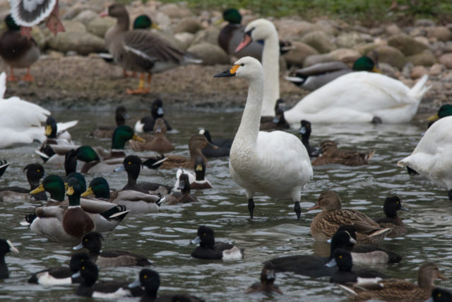 Around 30,000 birds overwinter at Slimbridge including up to 200 Bewick's swans (WWT/PA)