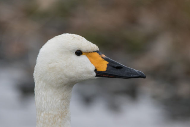 Each Bewick's swan has a unique bill pattern so individuals can be identified (WWT/PA)