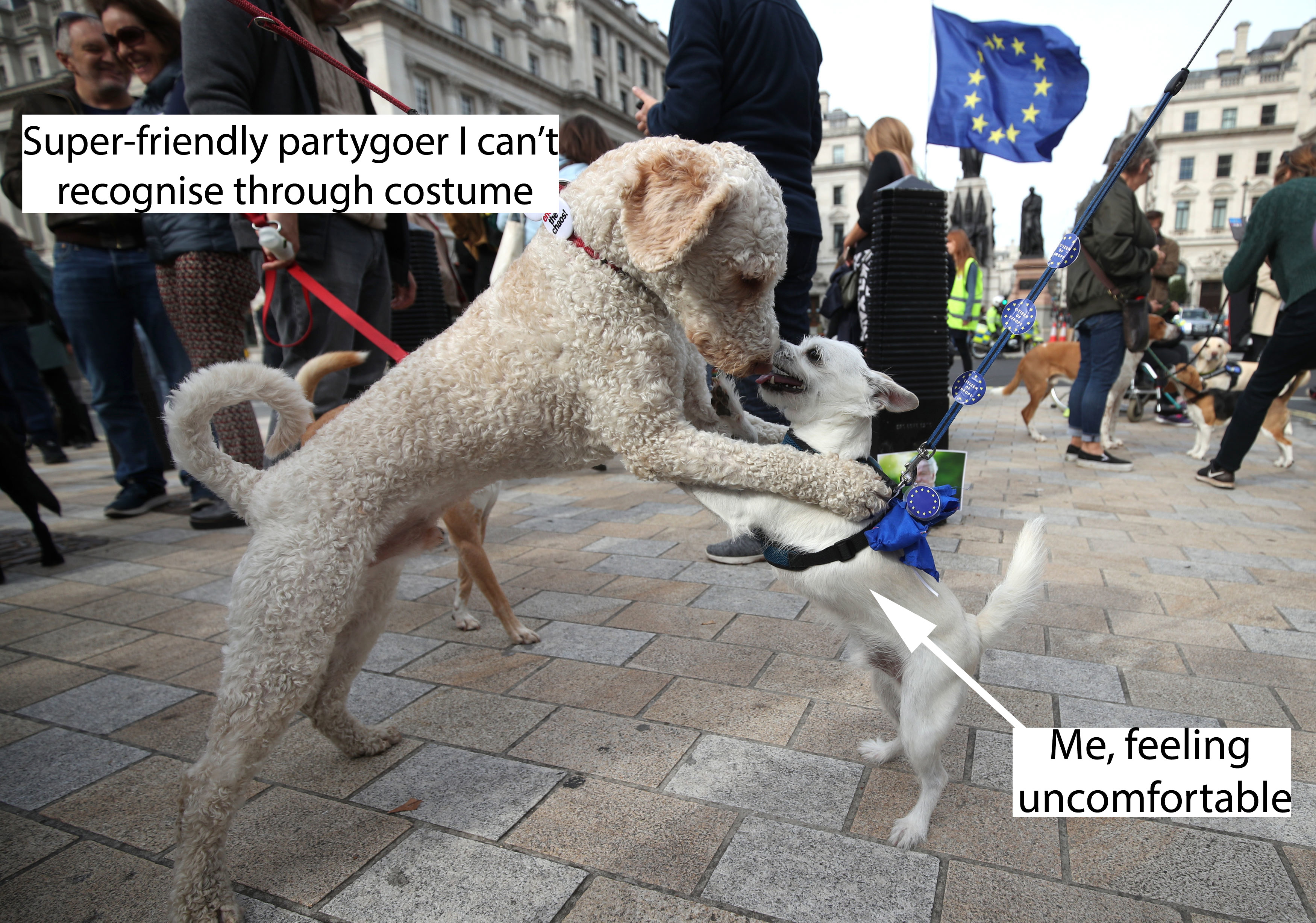 Two dogs meet in the street at Brexit march
