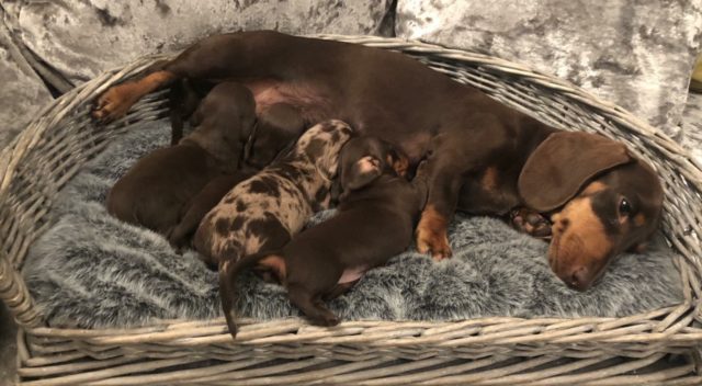 Essex Police are investigating a burglary in Loughton in which 11 puppies were stolen. (Essex Police/ PA)