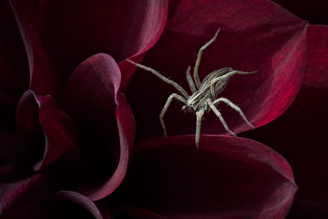 This shot of a nursery web spider won the Hidden Britain category (Andrew McCarthy/BWPA/PA)