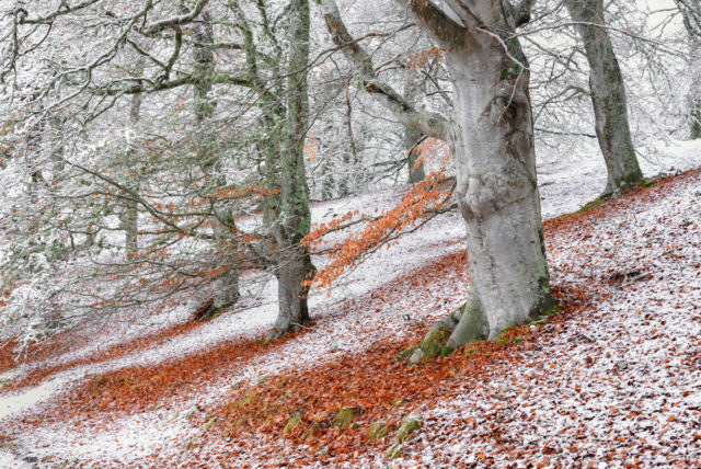 A picture of seasons overlapping in a beech wood won the Wild Woods category (James Roddie/BWPA/PA)