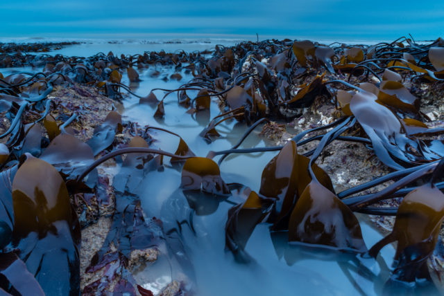 A kelp bed at dawn won the Botanical Britain category (Robert Canis/BWPA/PA)