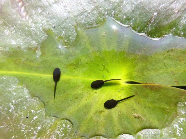 The winner of the 12-18 years category was Ivan Carter with a shot of tadpoles (Ivan Carter/BWPA/PA)