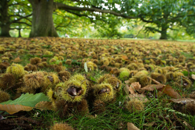 Research has found 8% of plants including these sweet chestnuts, cannot be preserved in seed banks (RBG Kew/PA)