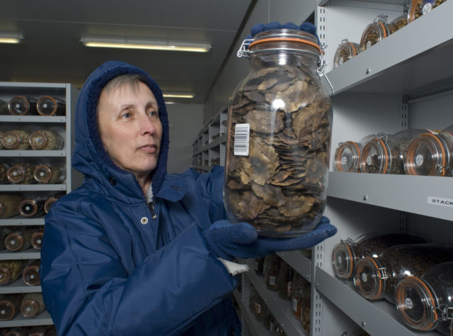 The main focus for conserving plants outside their habitat is seed banks, such as the Millennium Seed Bank (RBG Kew/PA)