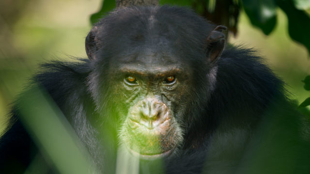 A chimp