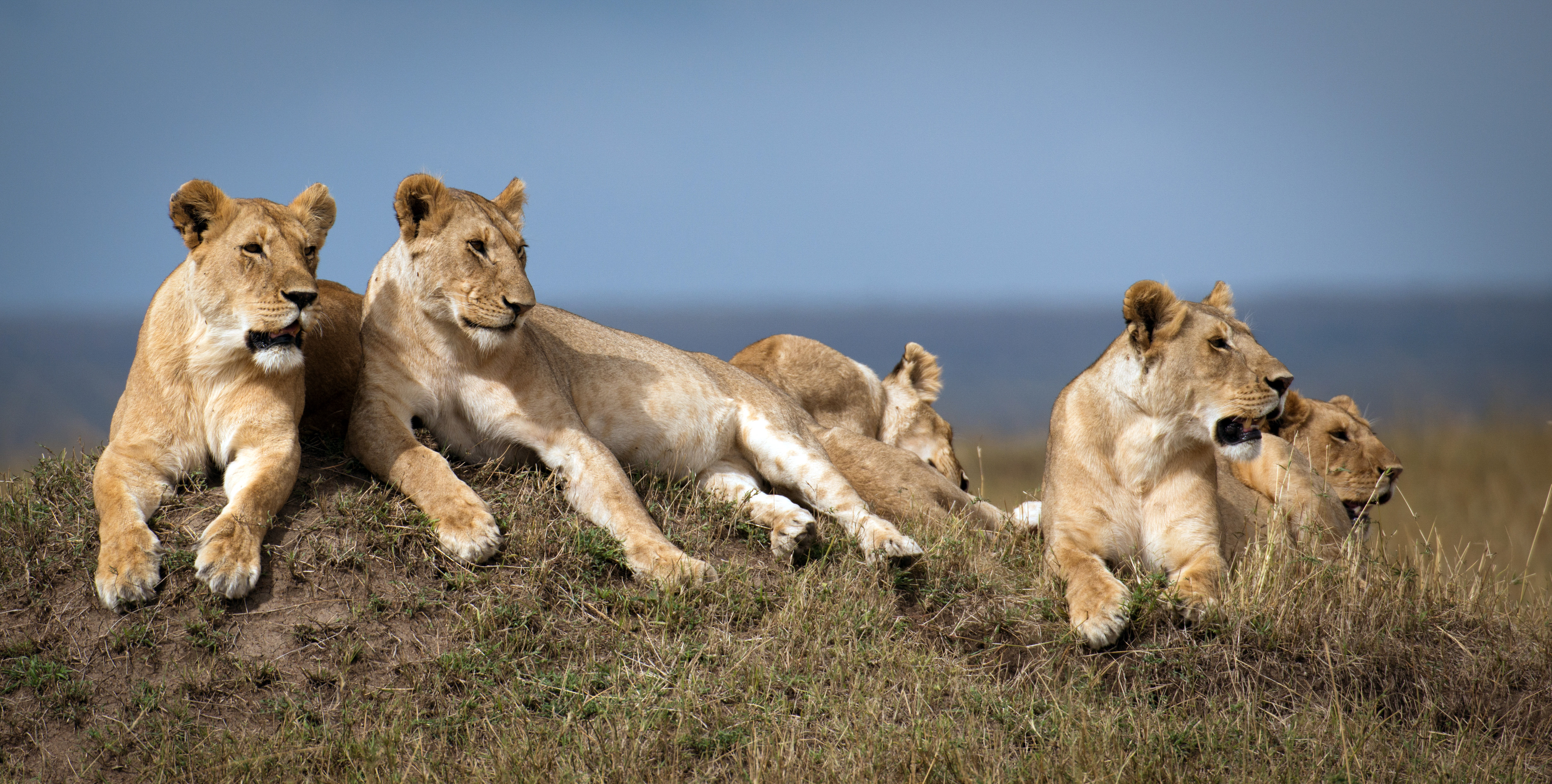 The Marsh Pride of lions