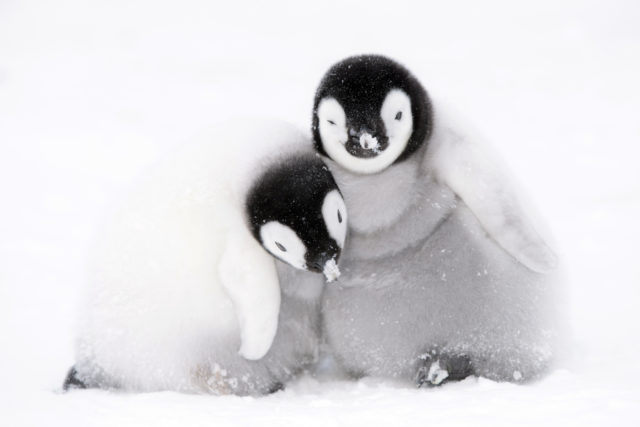 Emperor penguin chicks