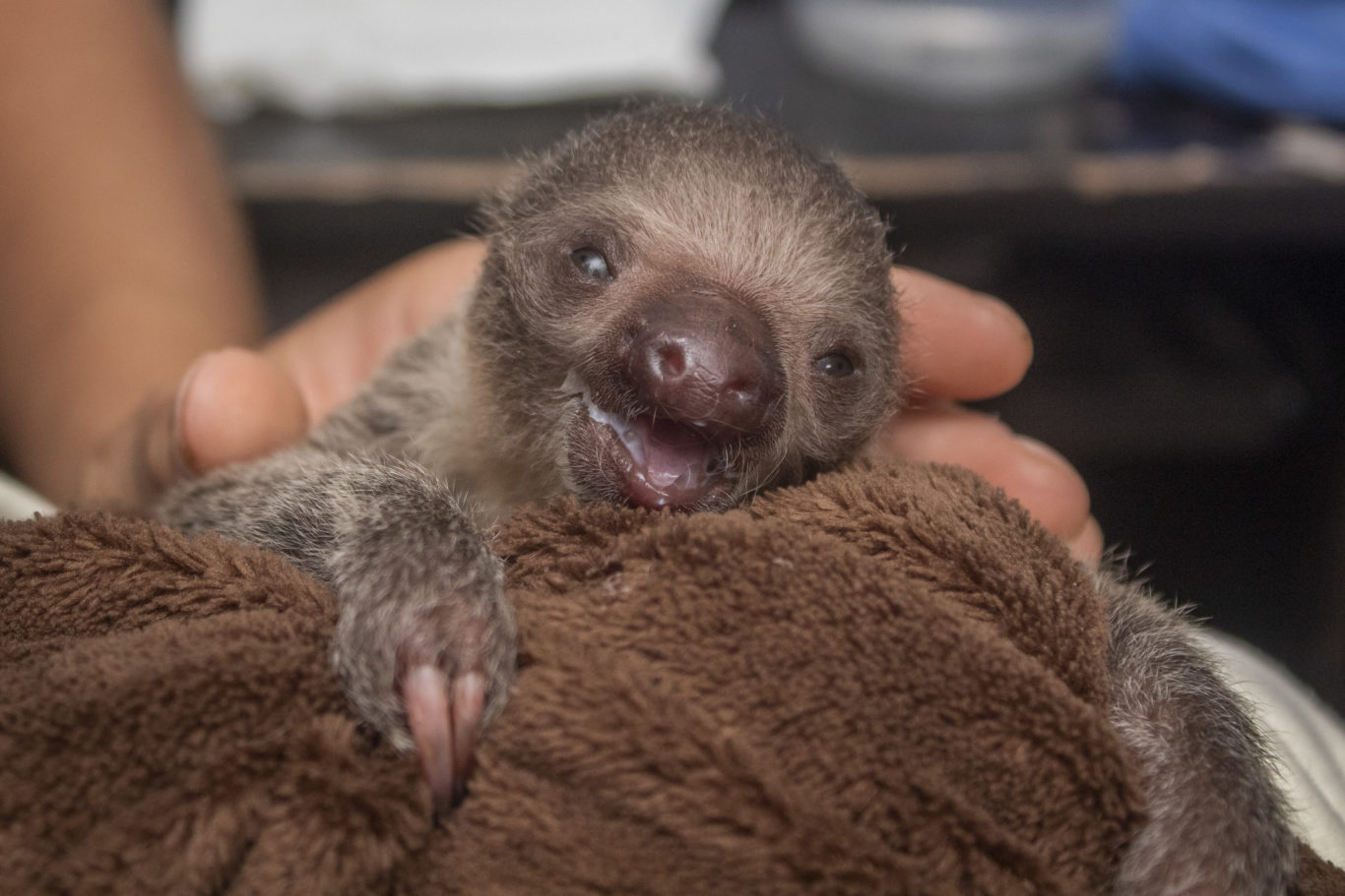 baby sloth teddy