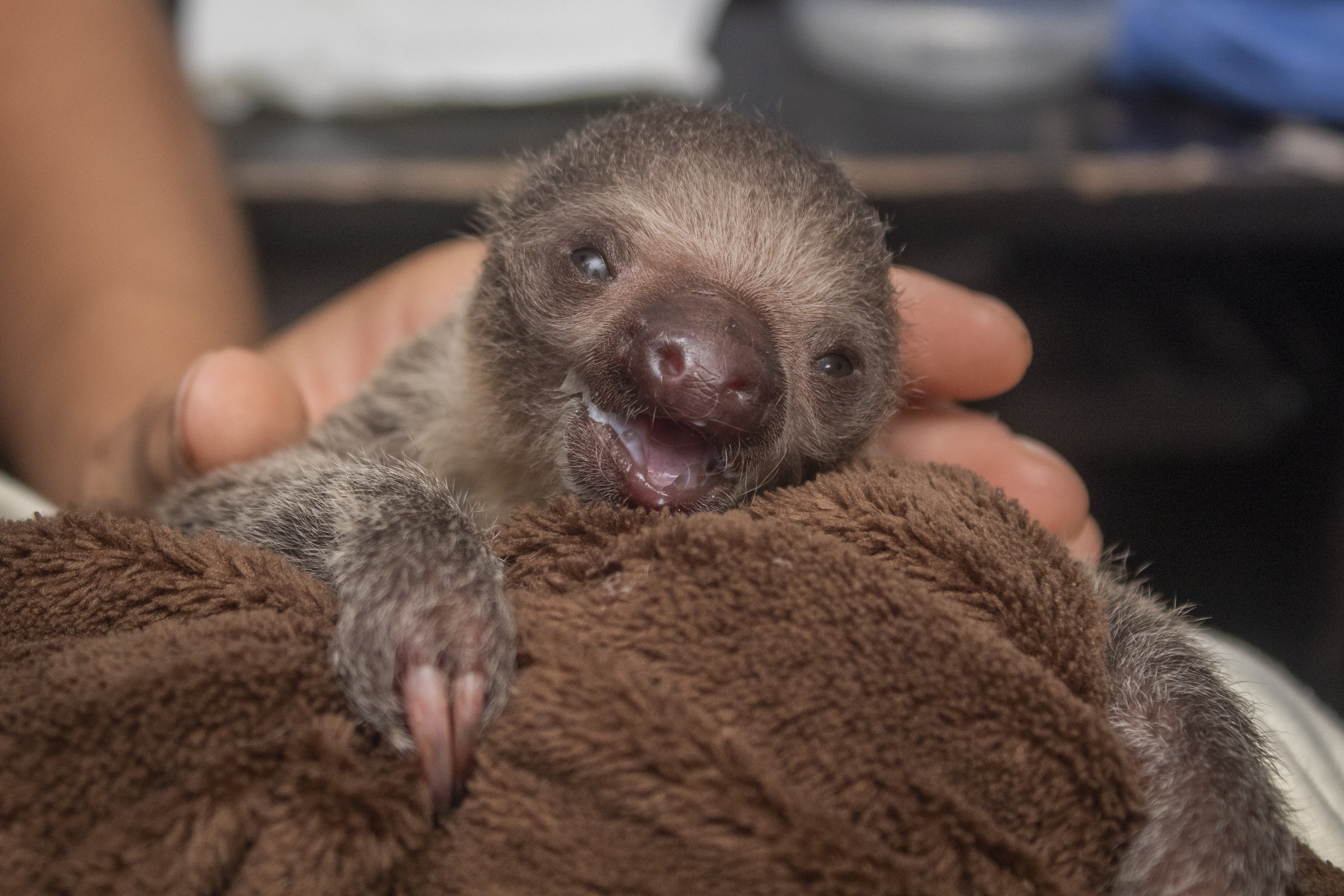 this-baby-sloth-was-rejected-by-its-mum-so-it-clings-to-a-sloth-blanket