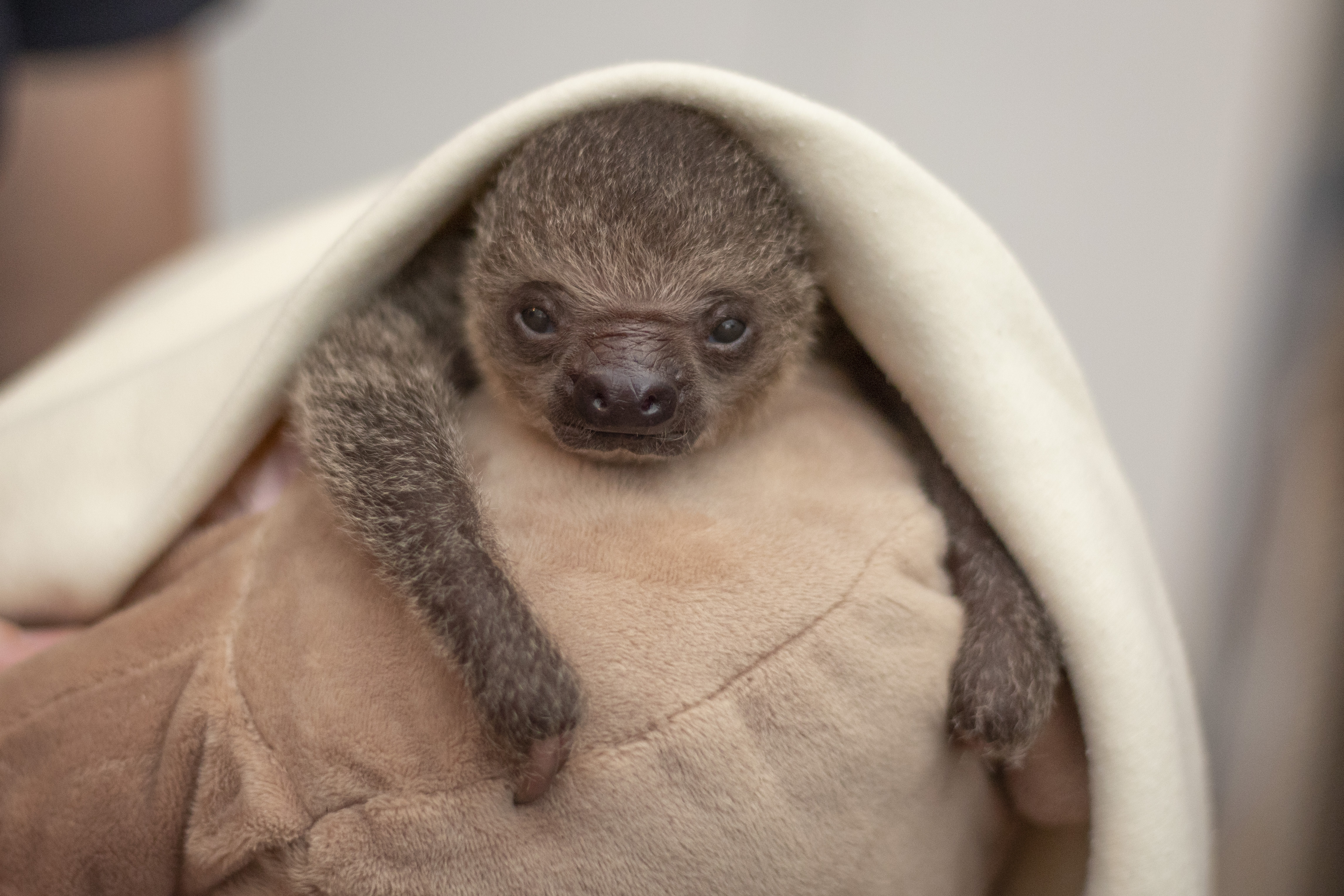 An adorable baby sloth