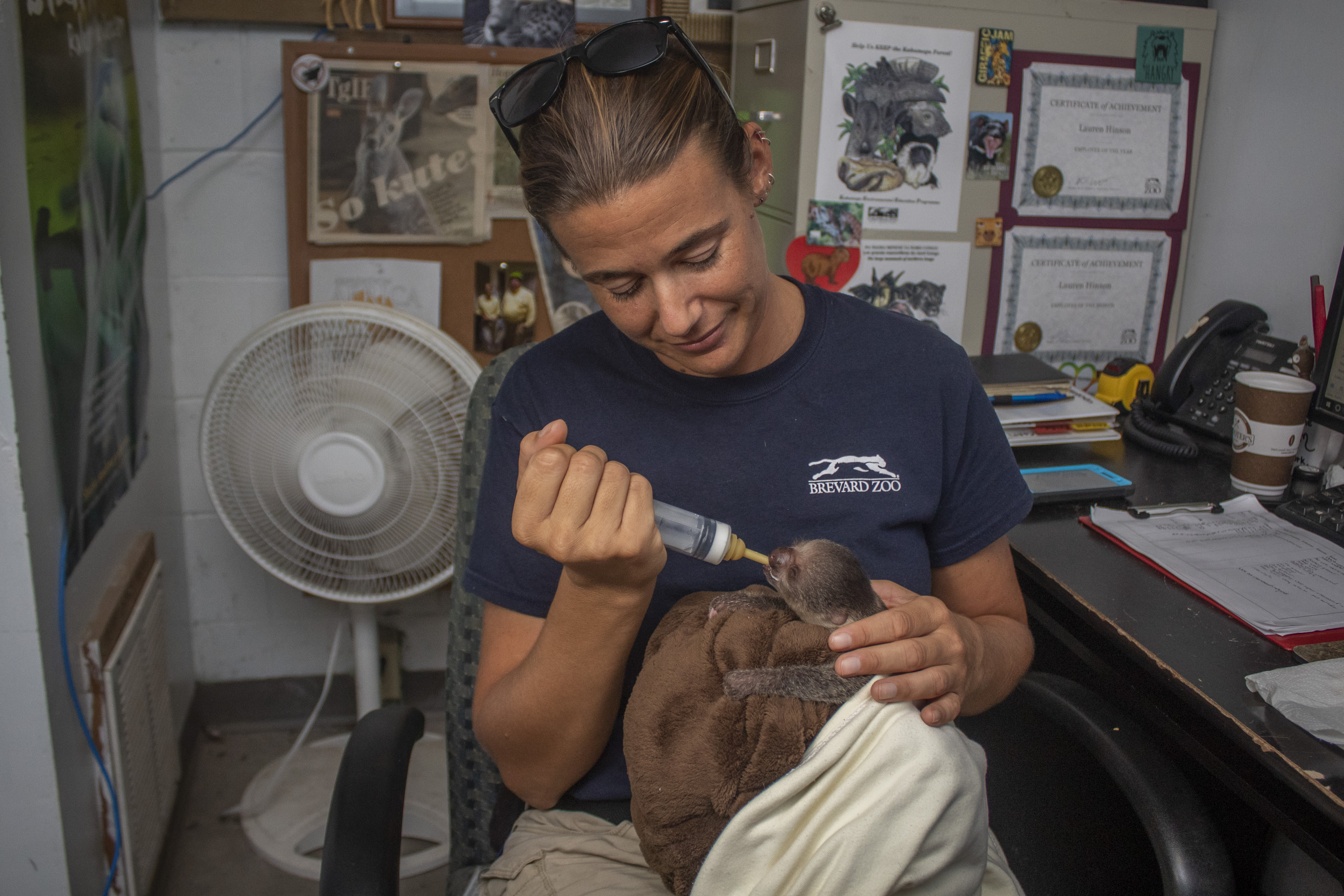 A baby sloth being hand fed by zoo staff