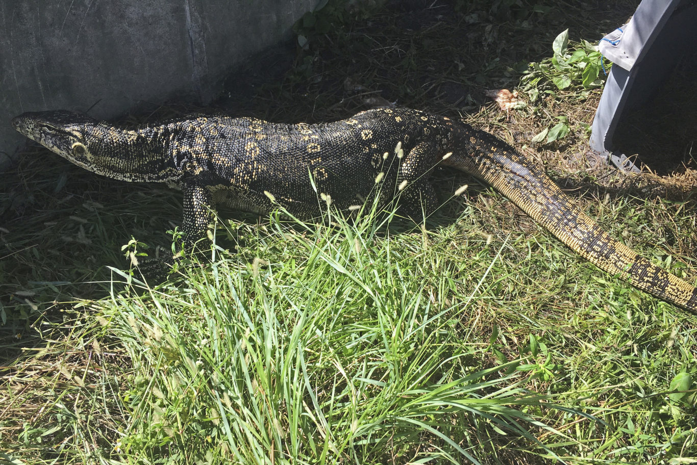 Huge lizard that terrified Florida residents captured Express & Star