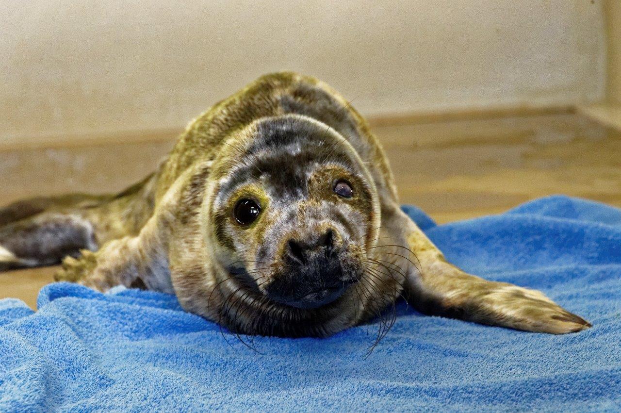 Rescued seal