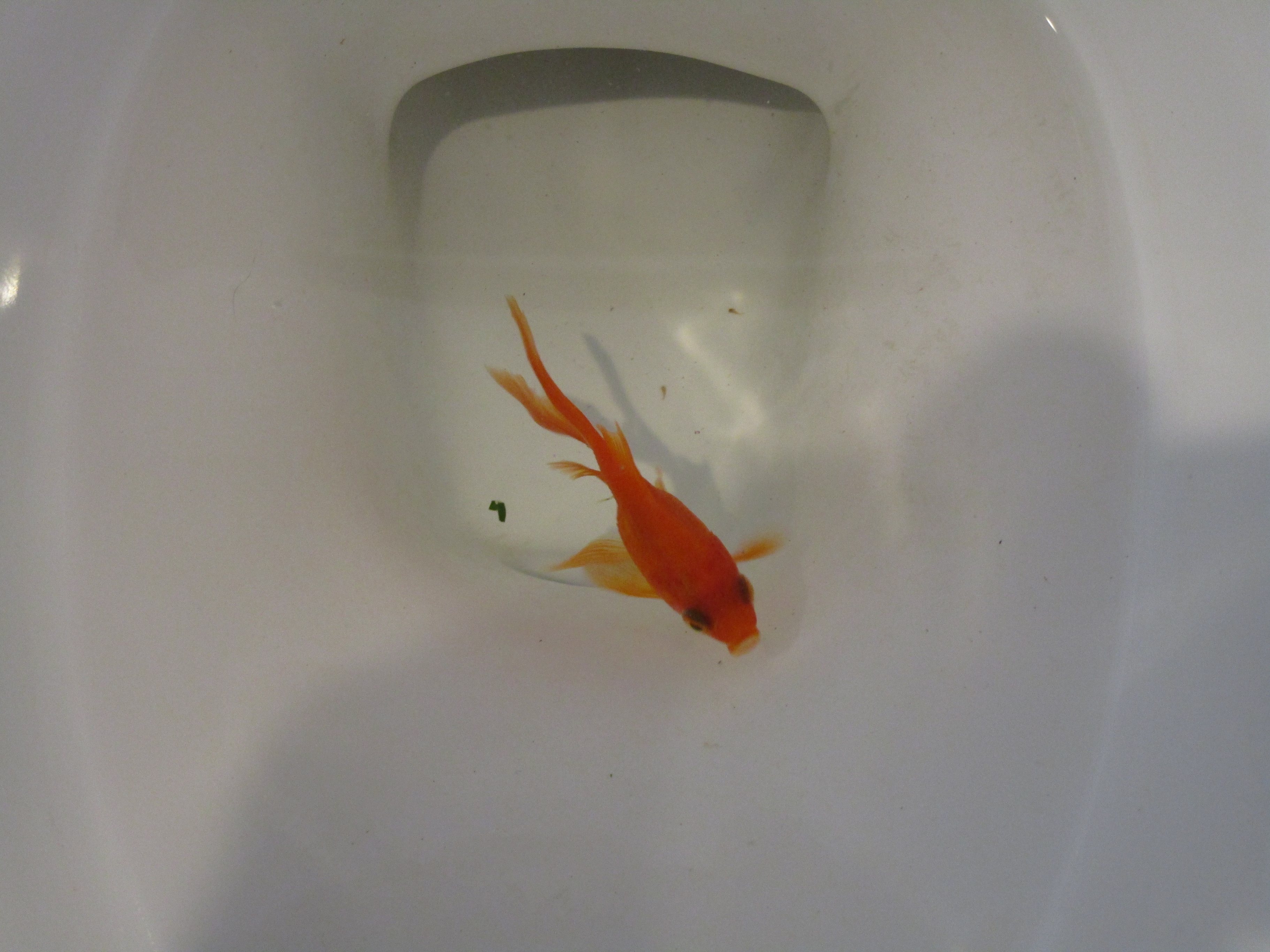 A goldfish swimming in a toilet bowl