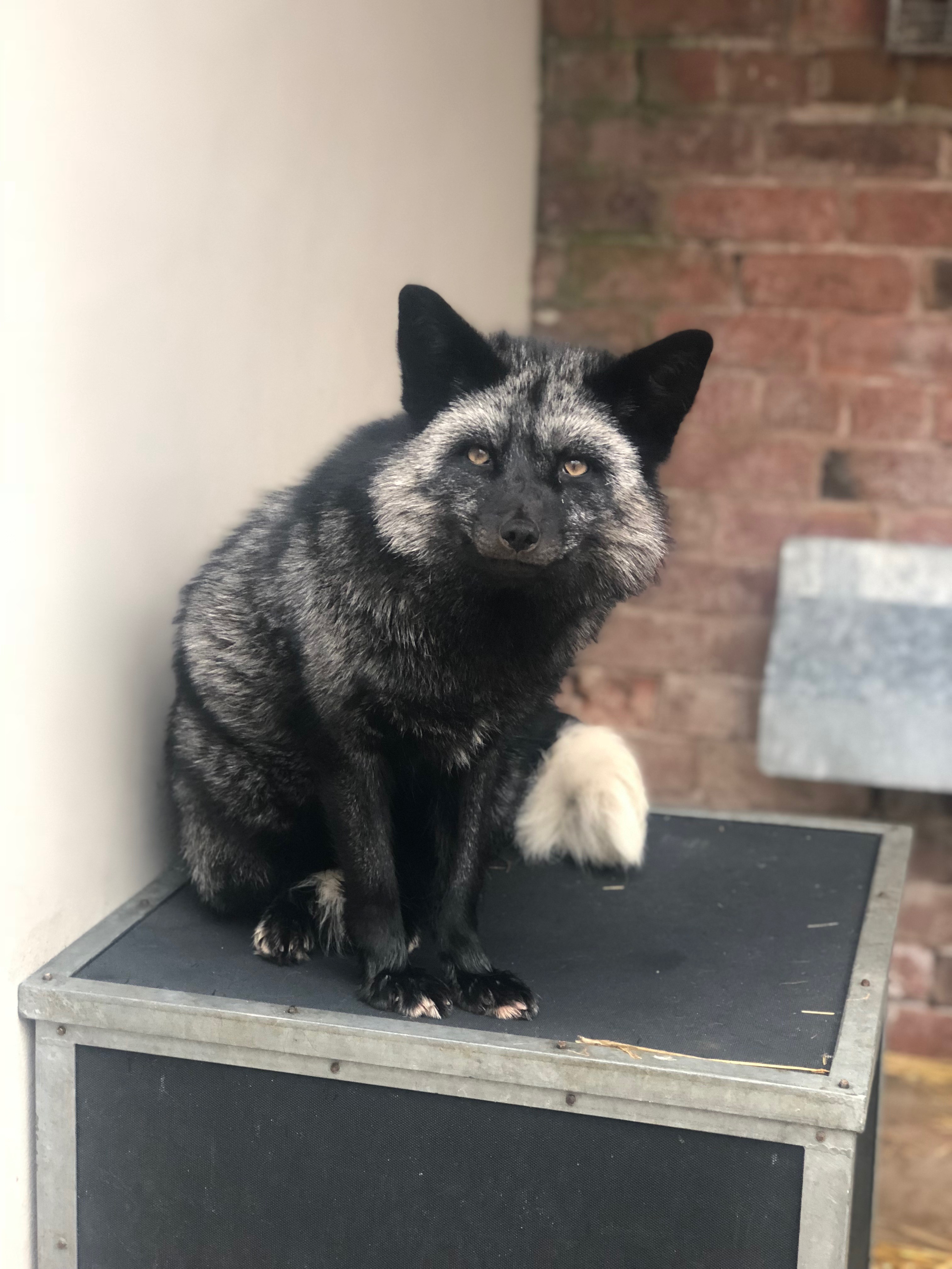 The silver fox sits on top of a box at an RSPCA centre