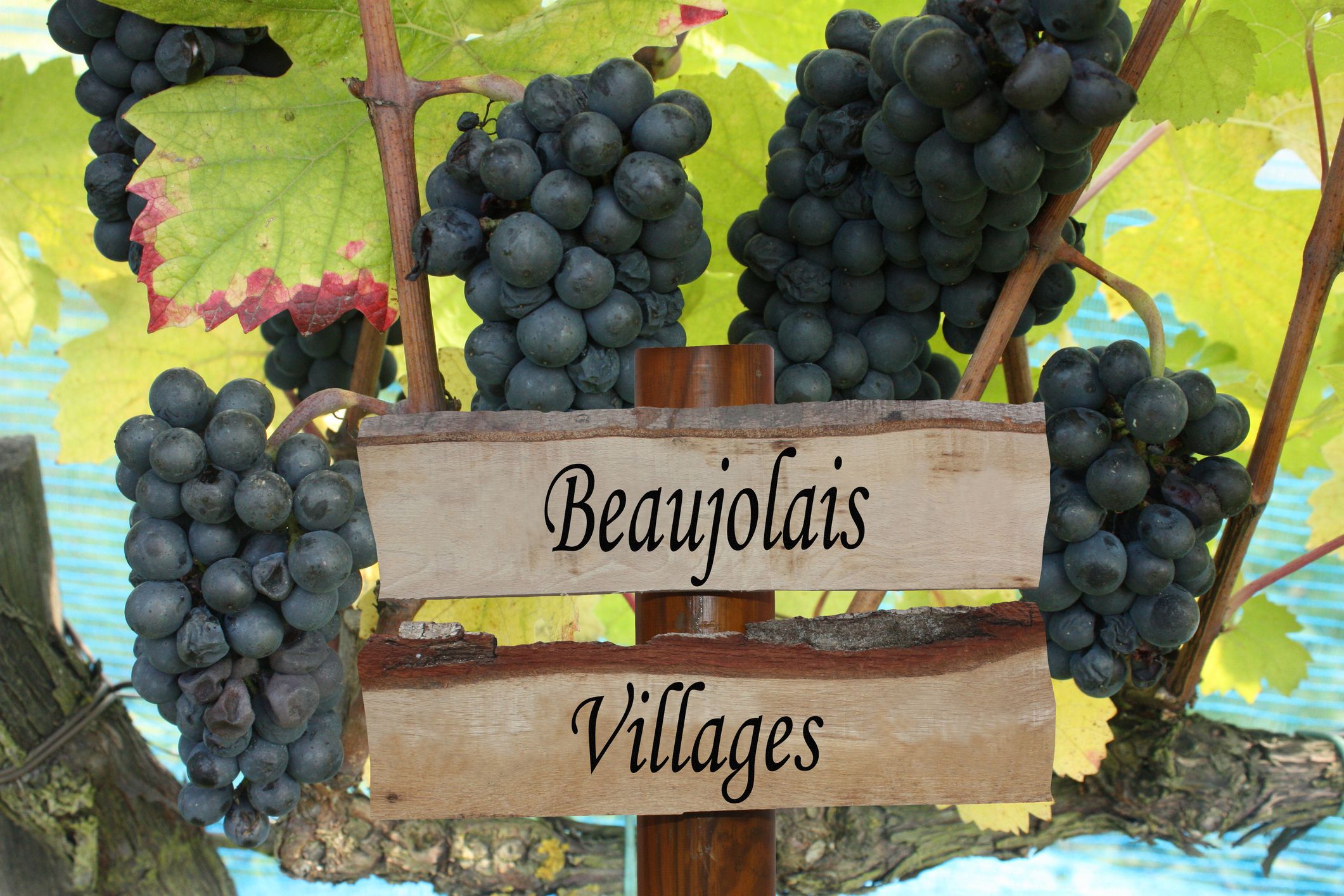 Sign for Beaujolais Nouveau